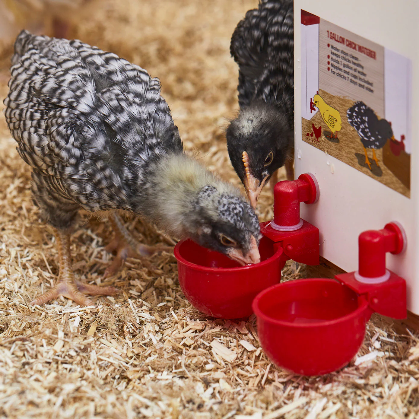 đ„đ„Gift For Chicken Lovers 49% OFF--đ„Automatic Chicken Water Cup Bird Coo - Image 10