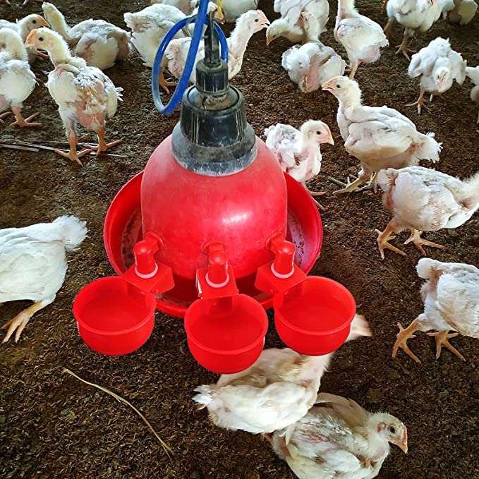 đ„đ„Gift For Chicken Lovers 49% OFF--đ„Automatic Chicken Water Cup Bird Coo - Image 11