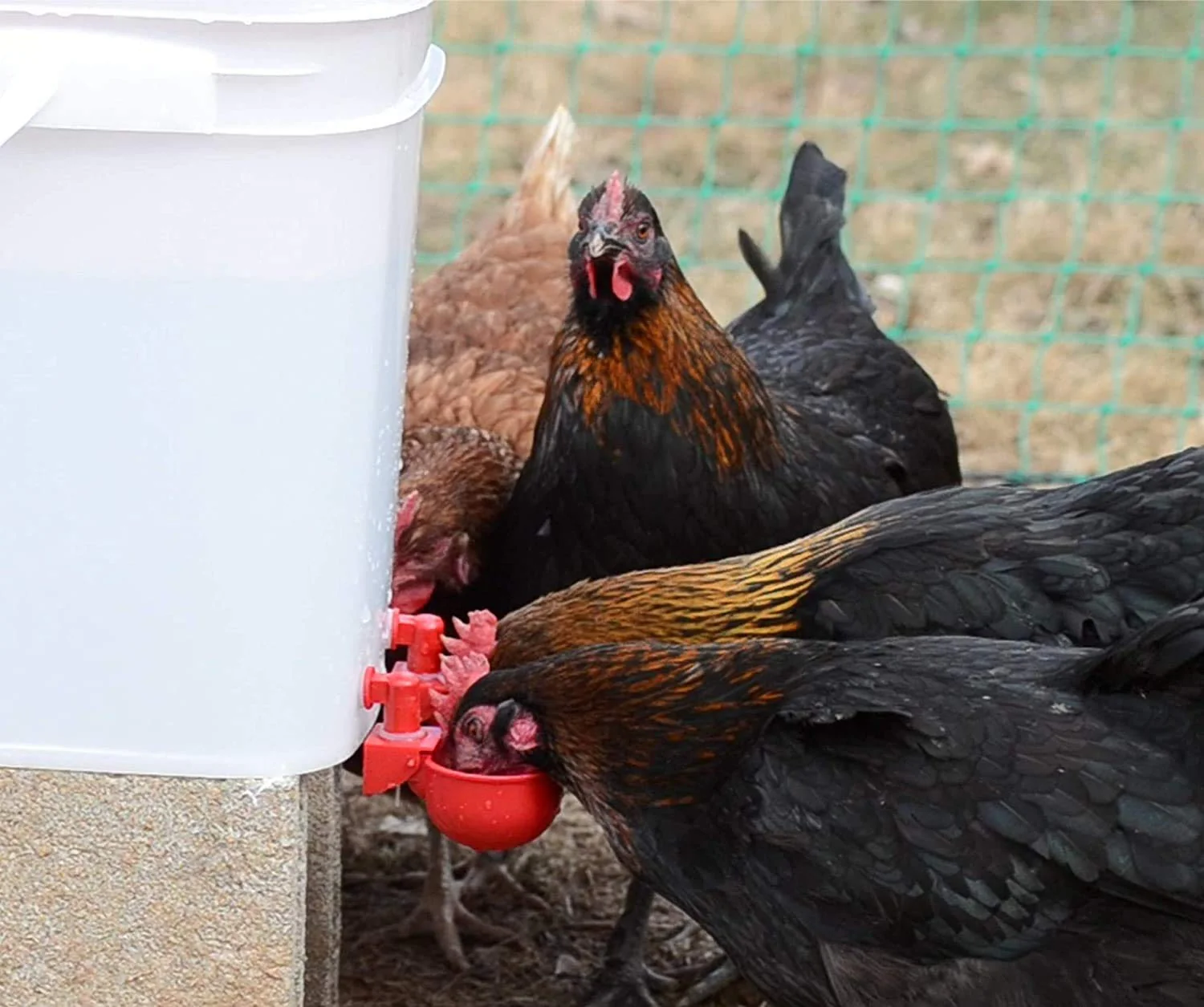 đ„đ„Gift For Chicken Lovers 49% OFF--đ„Automatic Chicken Water Cup Bird Coo - Image 9