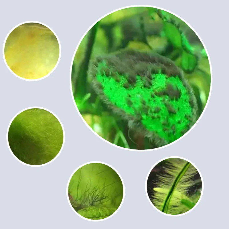 Algicide efficace pour aquarium🌿 - Image 4