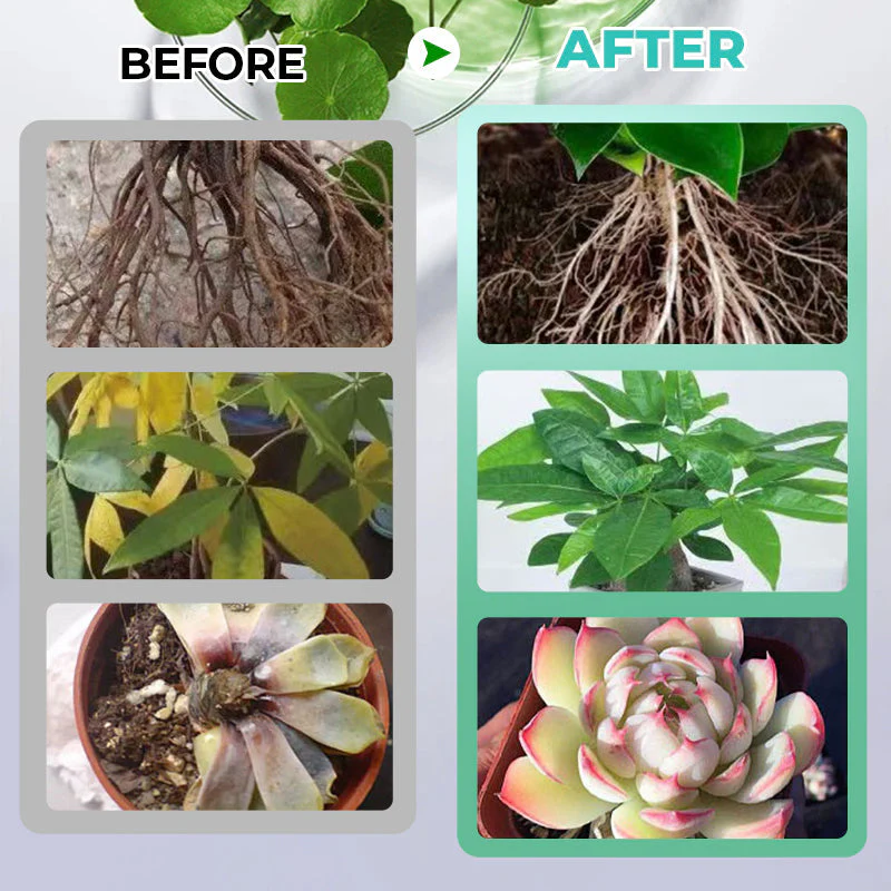 🔥Solution nutritive hydroponique pour la croissance des plantes☘️Offre limitée : plus que 30 articles disponibles !🚚🚚 - Image 7