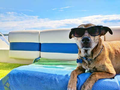 🐶50% discount 🐱Summer pet cooling mat with non-toxic self-cooling gel - Image 4