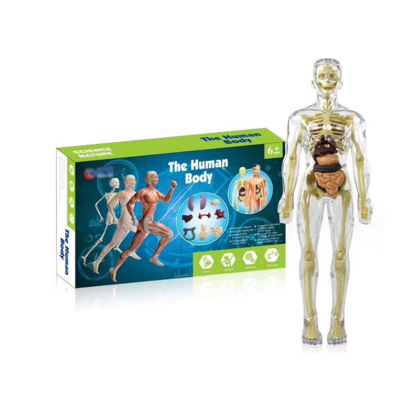 Modèle 3D de torse de corps humain pour enfants, modèle d'anatomie, squelette 🔥Achetez-en 2, livraison gratuite🔥 - Image 11