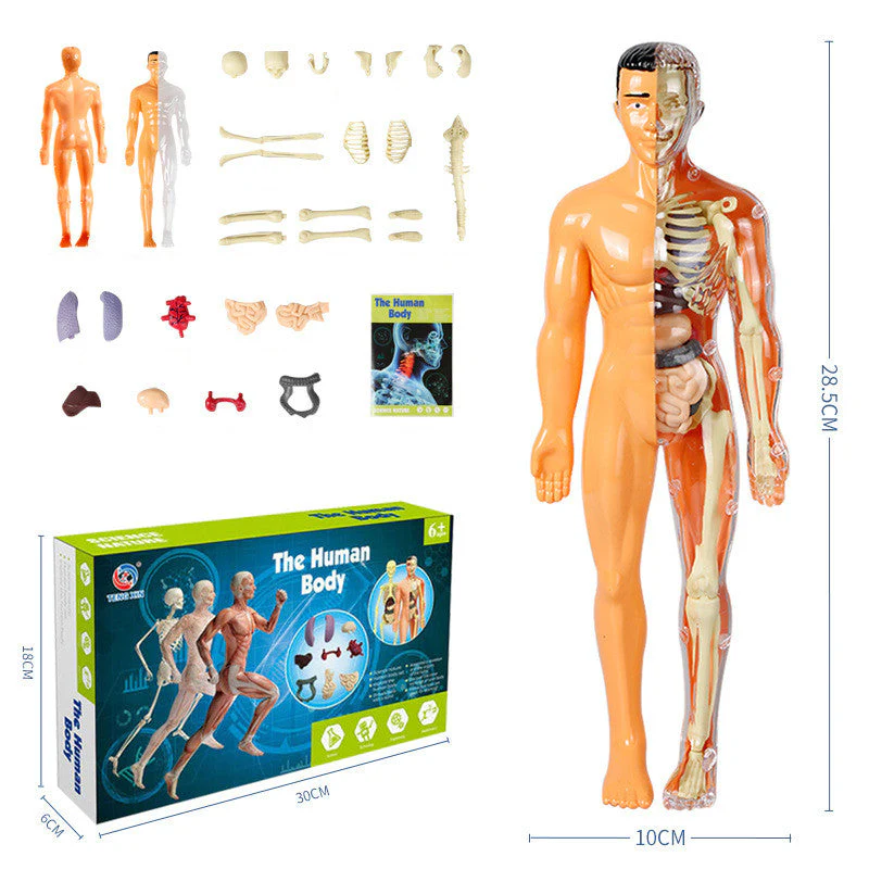 Modèle 3D de torse de corps humain pour enfants, modèle d'anatomie, squelette 🔥Achetez-en 2, livraison gratuite🔥 - Image 12