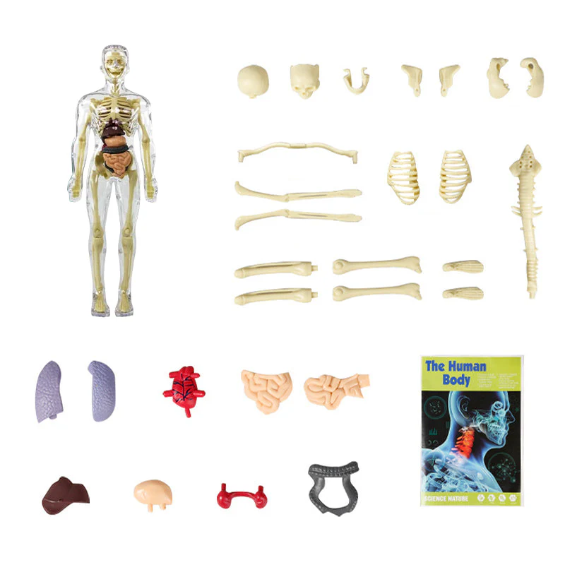 Modèle 3D de torse de corps humain pour enfants, modèle d'anatomie, squelette 🔥Achetez-en 2, livraison gratuite🔥 - Image 13