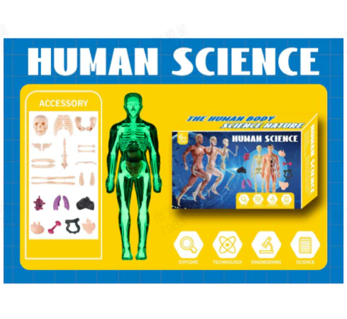Modèle 3D de torse de corps humain pour enfants, modèle d'anatomie, squelette 🔥Achetez-en 2, livraison gratuite🔥 - Image 15