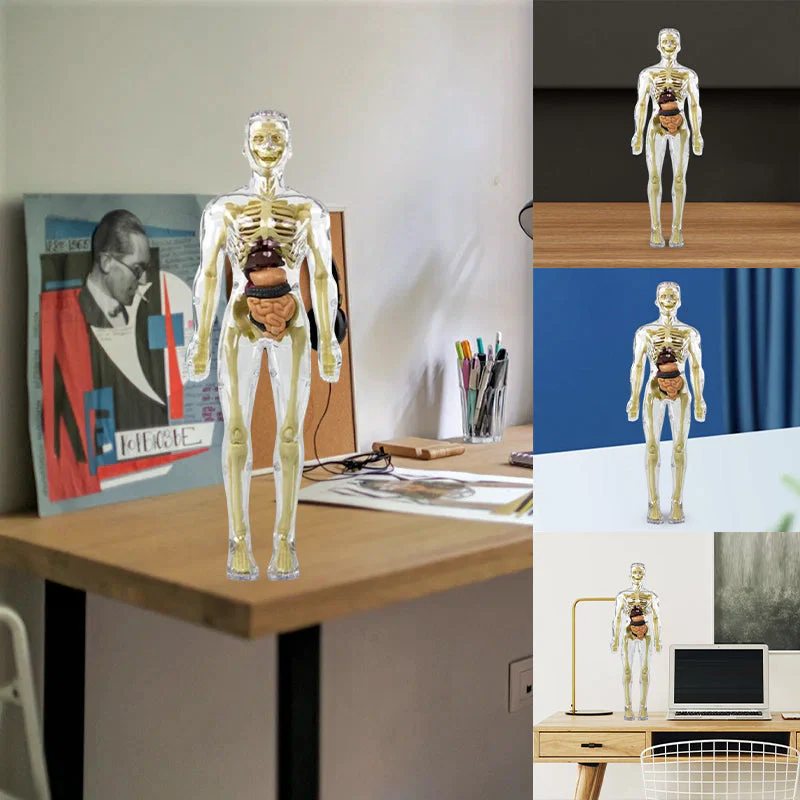 Modèle 3D de torse de corps humain pour enfants, modèle d'anatomie, squelette 🔥Achetez-en 2, livraison gratuite🔥 - Image 2