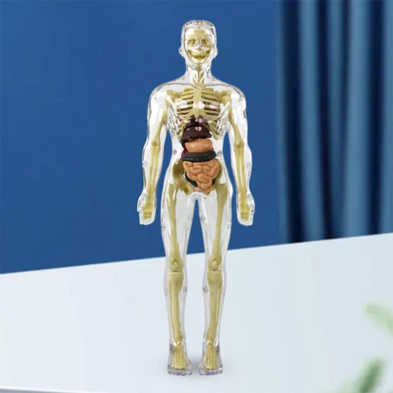 Modèle 3D de torse de corps humain pour enfants, modèle d'anatomie, squelette 🔥Achetez-en 2, livraison gratuite🔥 - Image 3