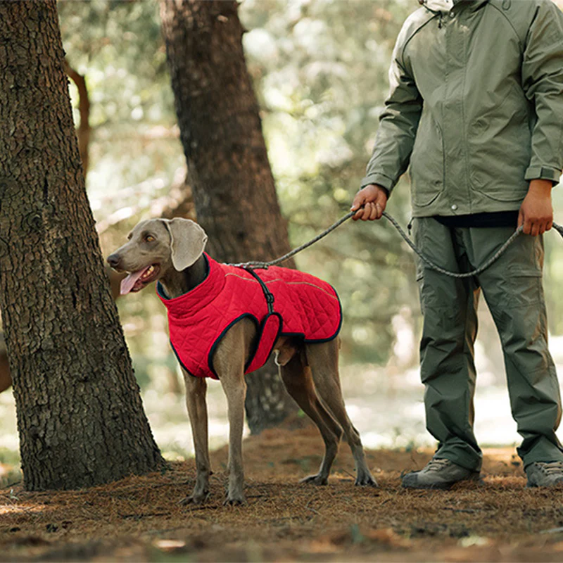 🐾 Vendredi noir : 50 % de réduction ! Manteau réfléchissant d’hiver pour chiens 2025 – Doublure épaisse, col montant & sécurité nocturne 🌈🧥 - Image 7