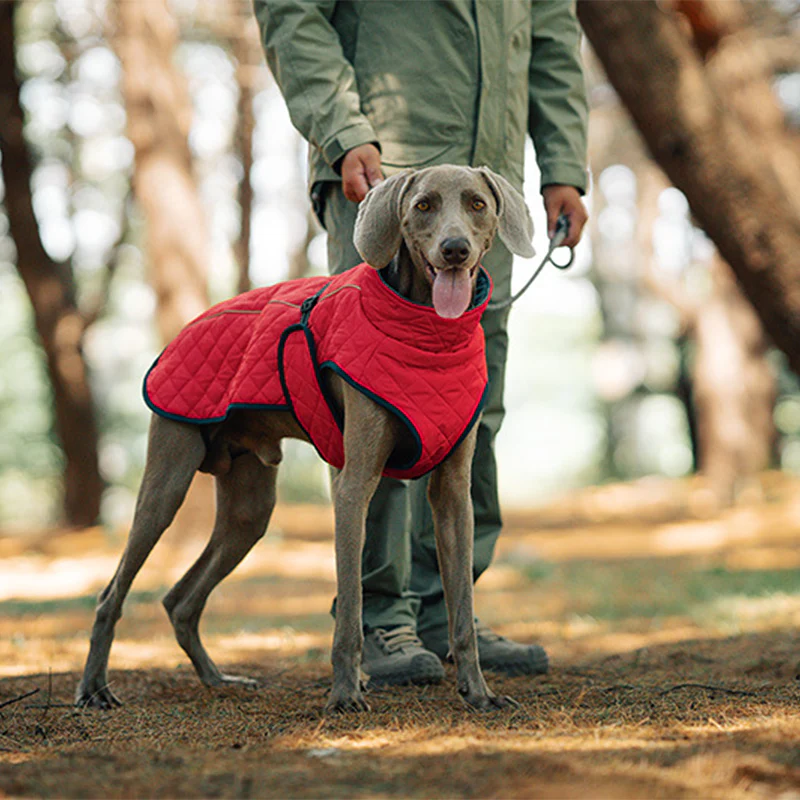 🐾 Vendredi noir : 50 % de réduction ! Manteau réfléchissant d’hiver pour chiens 2025 – Doublure épaisse, col montant & sécurité nocturne 🌈🧥 - Image 8