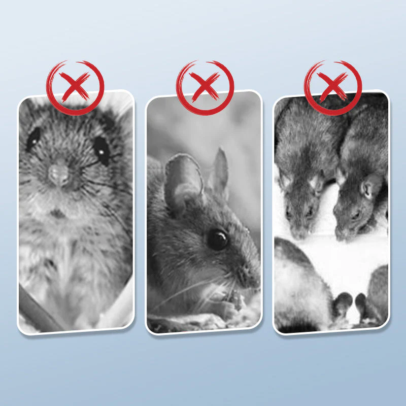 🐀 ACHETEZ 1 - RECEVEZ 1 GRATUIT ! ✨ Piège à Rats Réutilisable - Déclencheur Haute Sensibilité, Sécuritaire pour Enfants/Animaux, Conception Écologique 🏡🔧 - Image 2